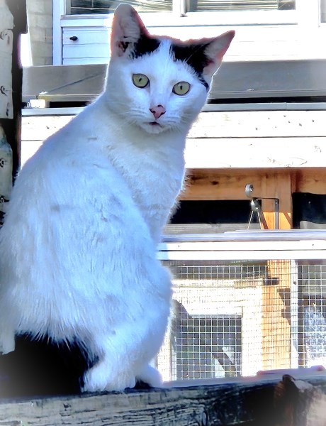 Kat Europese korthaar of huiskat