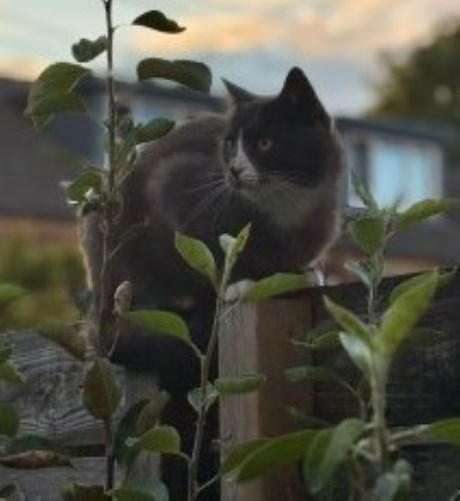 Kat Europese korthaar of huiskat