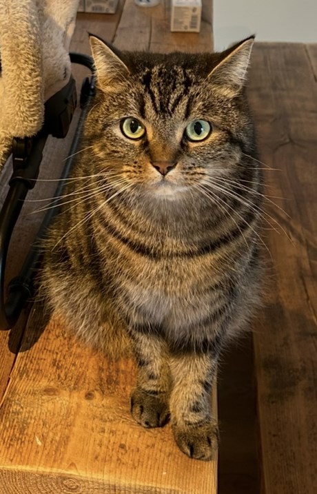 Kat Europese korthaar of huiskat