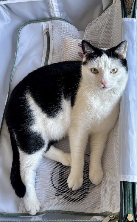 Kat Europese korthaar of huiskat