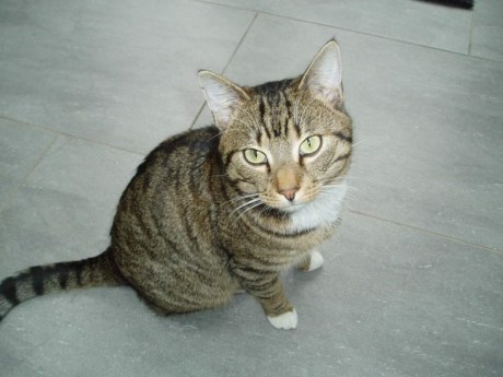 Kat Europese korthaar of huiskat