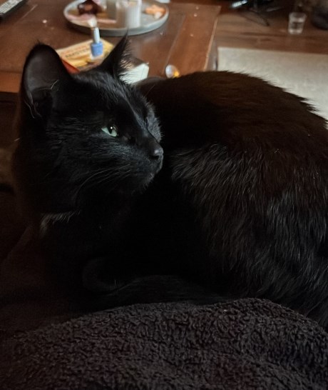 Kat Europese korthaar of huiskat