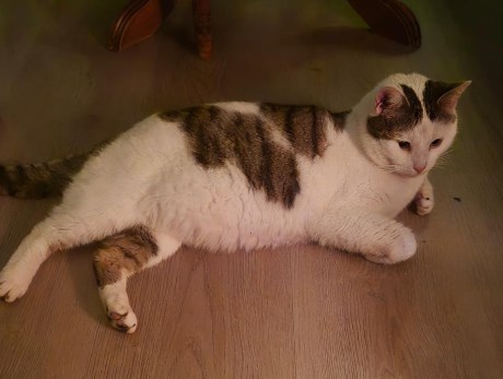 Kat Europese korthaar of huiskat