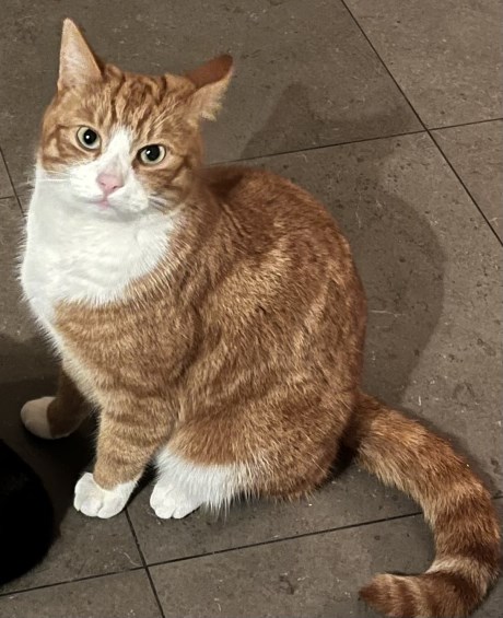 Kat Europese korthaar of huiskat