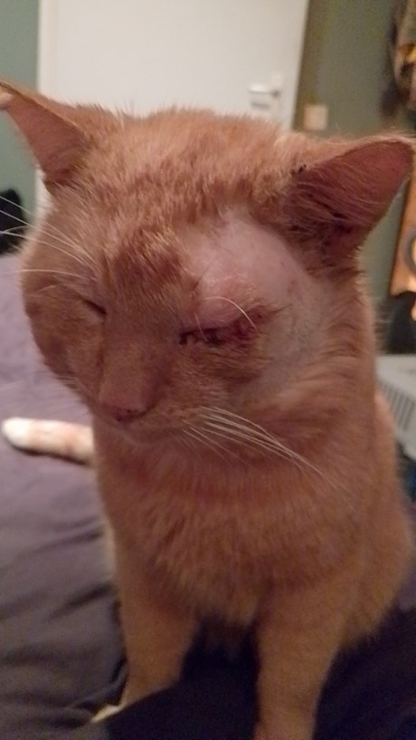 Kat Europese korthaar of huiskat