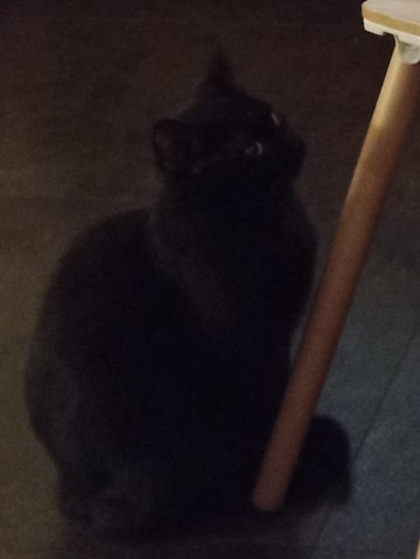 Kat Europese korthaar of huiskat