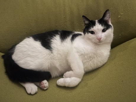 Kat Europese korthaar of huiskat