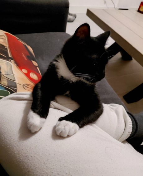 Kat Europese korthaar of huiskat