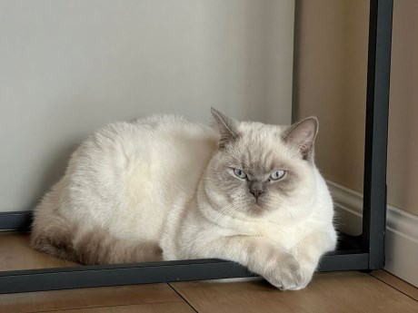 Kat Brits korthaar X