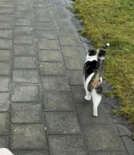 Kat Europese korthaar of huiskat