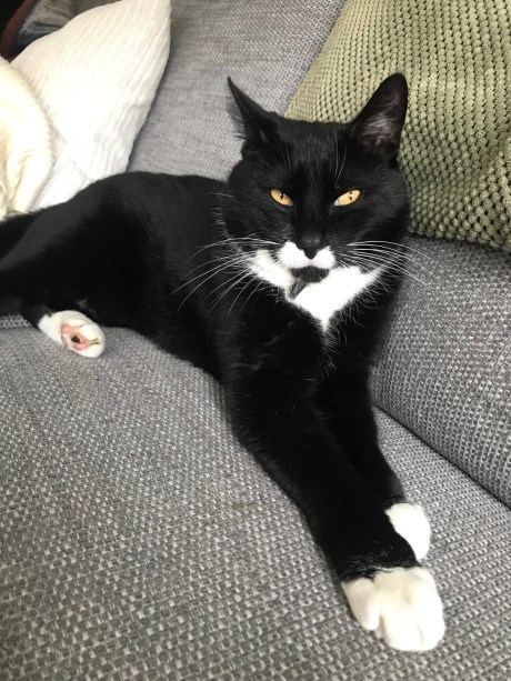 Kat Europese korthaar of huiskat