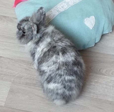 Knaagdier / Haasachtige Konijn