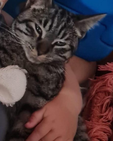 Kat Europese korthaar of huiskat