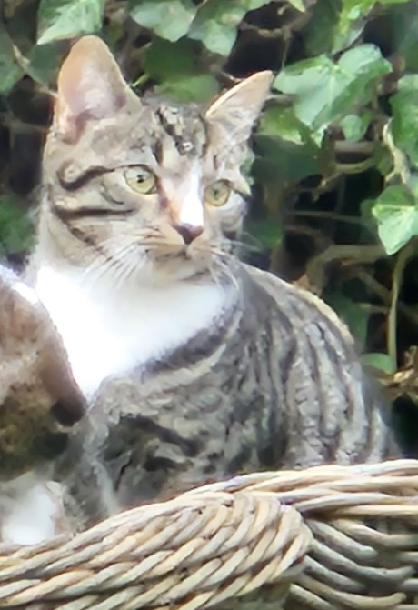 Kat Europese korthaar of huiskat