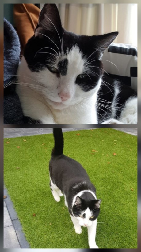 Kat Europese korthaar of huiskat