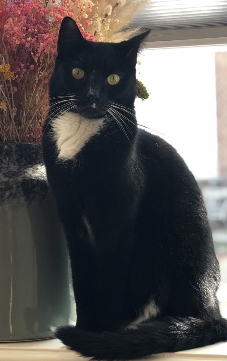 Kat Europese korthaar of huiskat