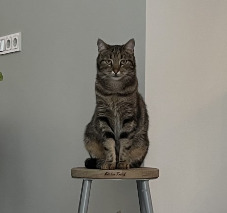 Kat Europese korthaar of huiskat