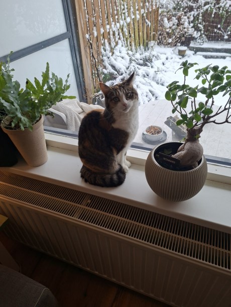 Kat Europese korthaar of huiskat