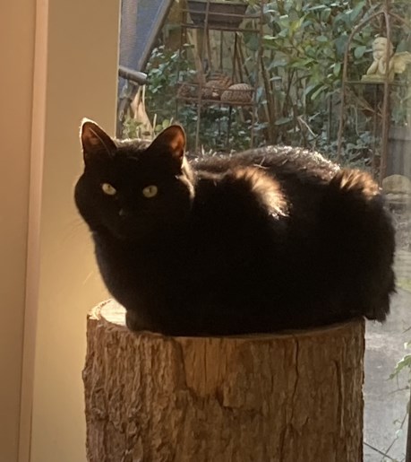 Kat Europese korthaar of huiskat