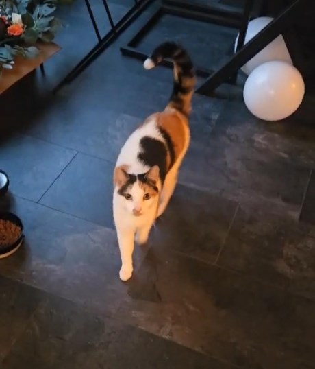 Kat Europese korthaar of huiskat