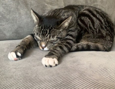 Kat Europese korthaar of huiskat