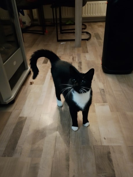 Kat Europese korthaar of huiskat