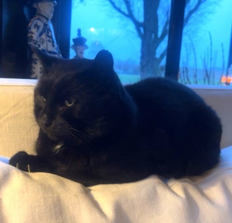 Kat Europese korthaar of huiskat