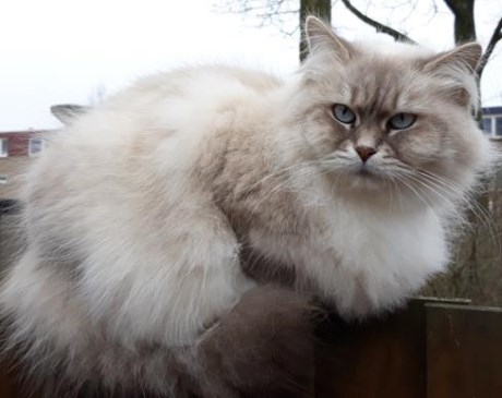 Kat Boskat/Siberisch