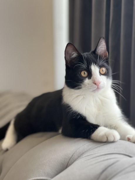 Kat Europese korthaar of huiskat