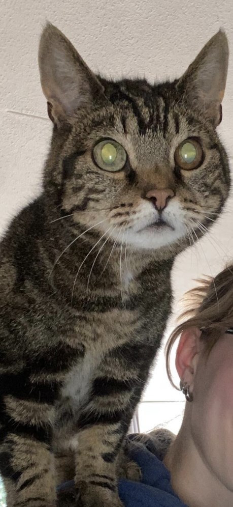 Kat Europese korthaar of huiskat