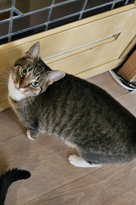 Kat Europese korthaar of huiskat