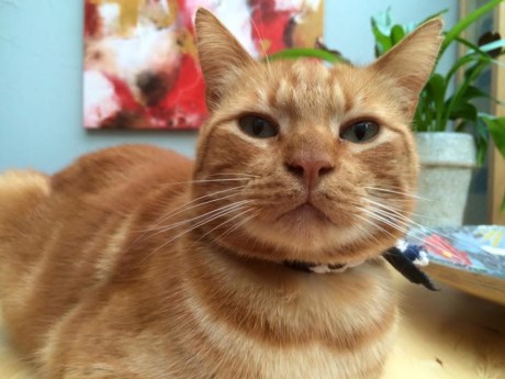 Kat Europese korthaar of huiskat