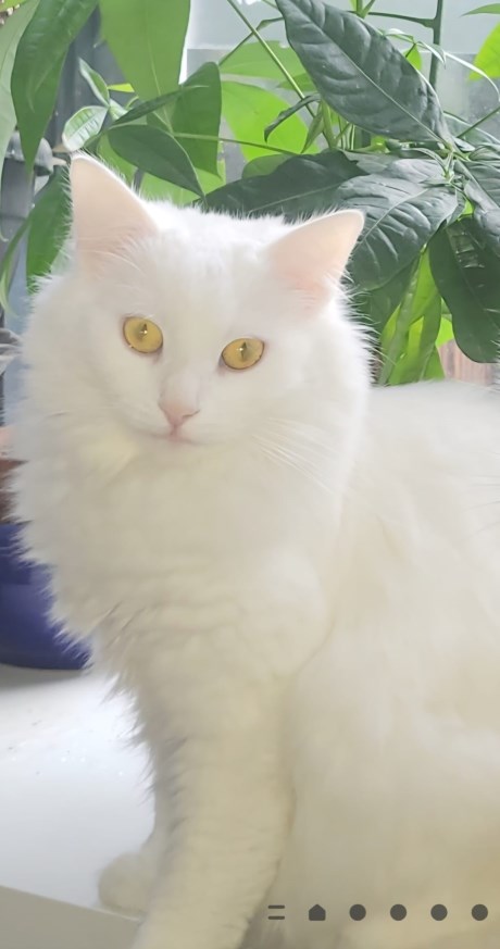 Kat Europese korthaar of huiskat