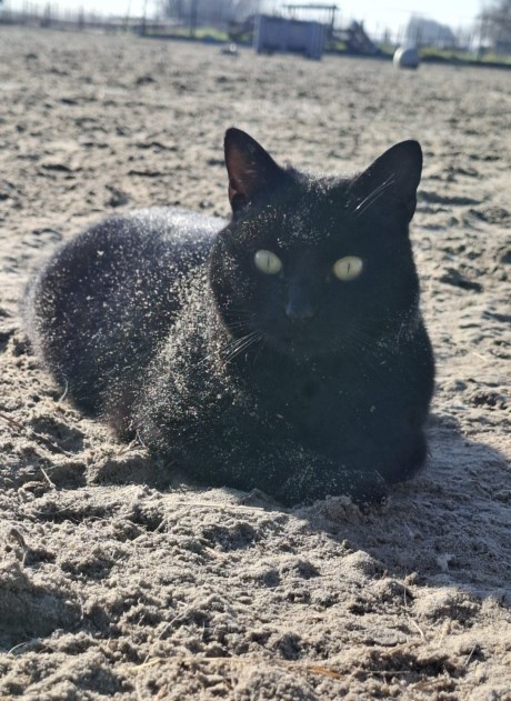 Kat Europese korthaar of huiskat