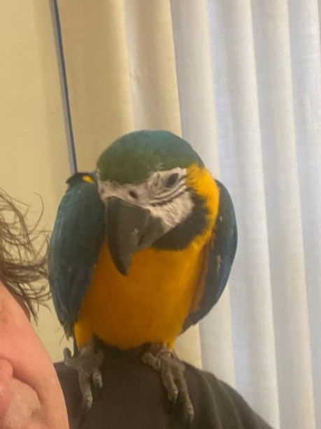 Vogel (Dwerg-)papegaai