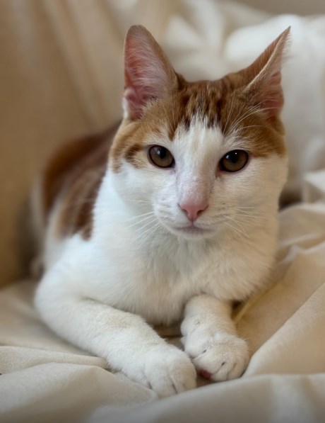 Kat Europese korthaar of huiskat