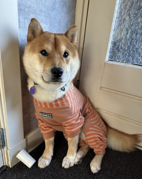 Hond Shiba inu