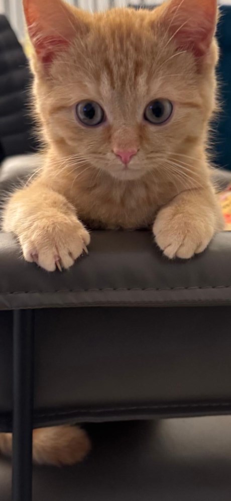 Kat Europese korthaar of huiskat