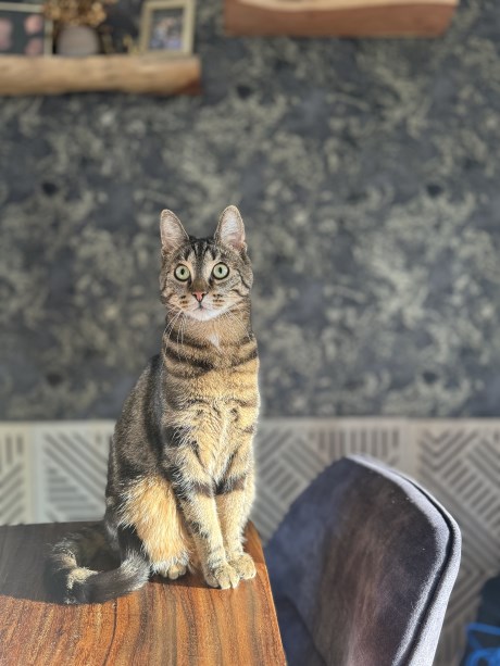 Kat Europese korthaar of huiskat