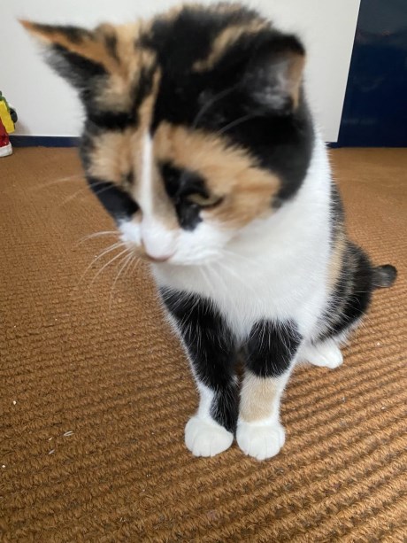 Kat Europese korthaar of huiskat