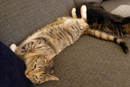 Kat Europese korthaar of huiskat