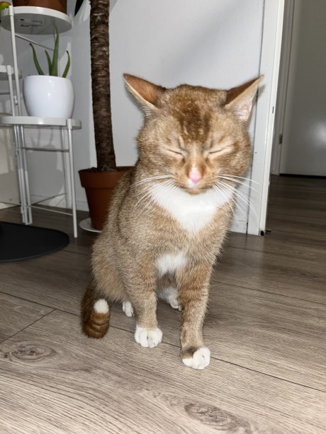 Kat Europese korthaar of huiskat