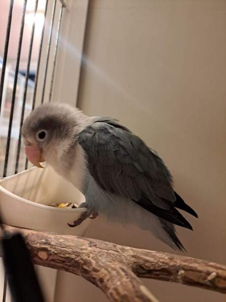 Vogel (Dwerg-)papegaai