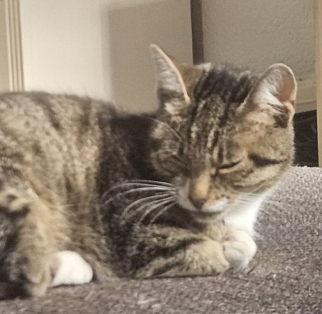 Kat Europese korthaar of huiskat