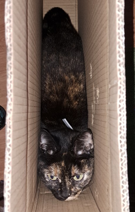 Kat Europese korthaar of huiskat