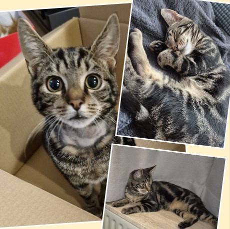 Kat Europese korthaar of huiskat