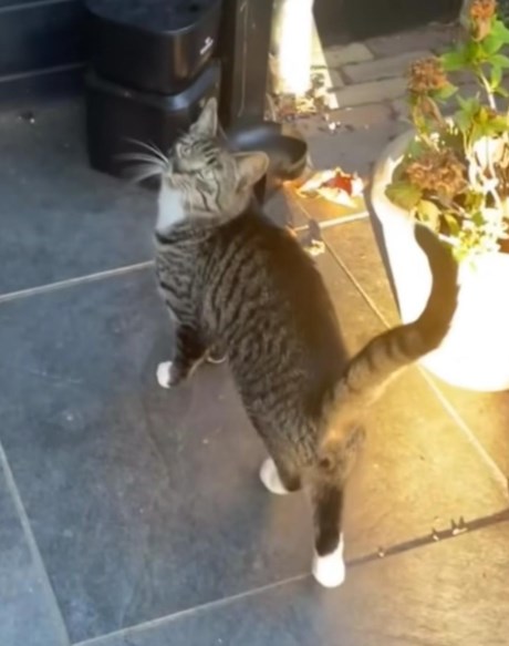 Kat Europese korthaar of huiskat