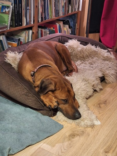 Hond Pronkrug/Rhodesian ridgeback