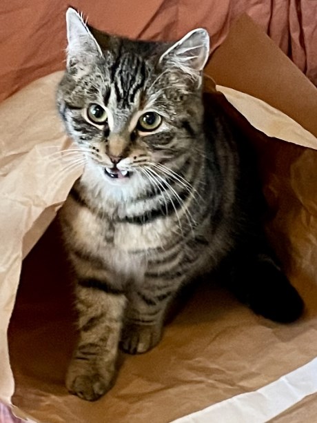 Kat Europese korthaar of huiskat