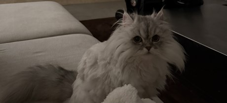 Kat Brits langhaar X